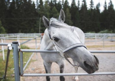 Valkoinen hevonen putkitarhassa