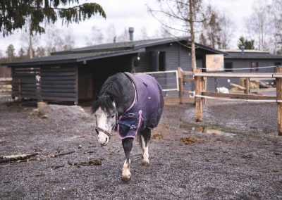 Poni kävelemässä pihalla